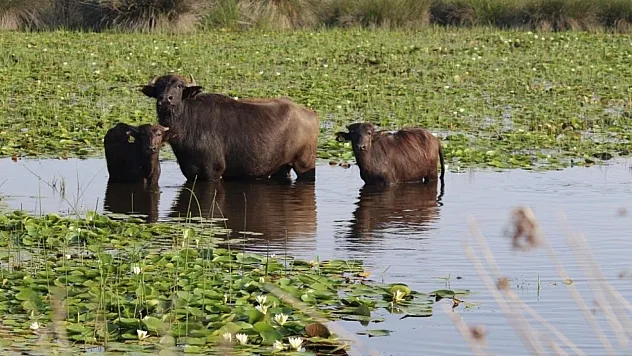 Samsun'da Mandaya Değer Katan Proje