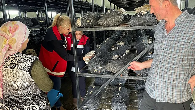 Samsun'da Mantar hasadı etkinliği düzenlendi