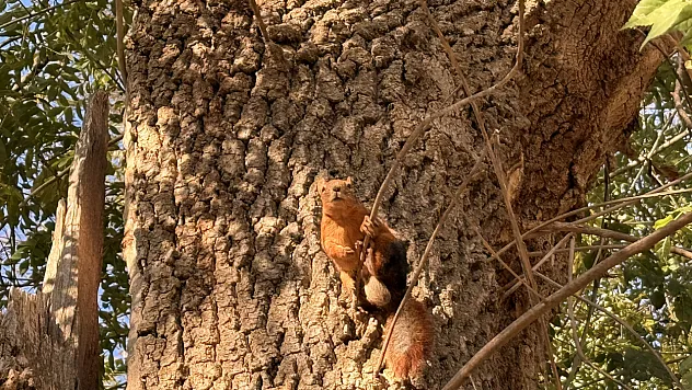 Samsun'da mesire alanındaki sincaplar görüntülendi