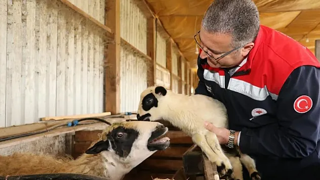 Samsun'da organik üretim seferberliği