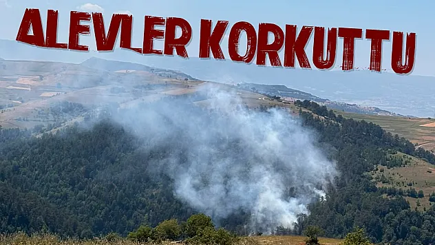 Samsun'da orman yangını