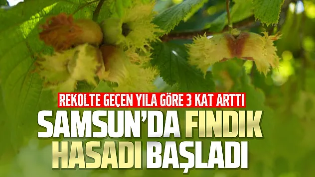 Samsun'da orta kesimlerde fındık hasadı başladı