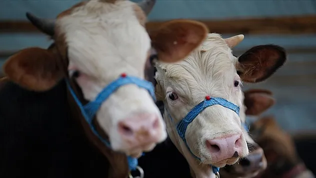 Samsun'da şap karantinası