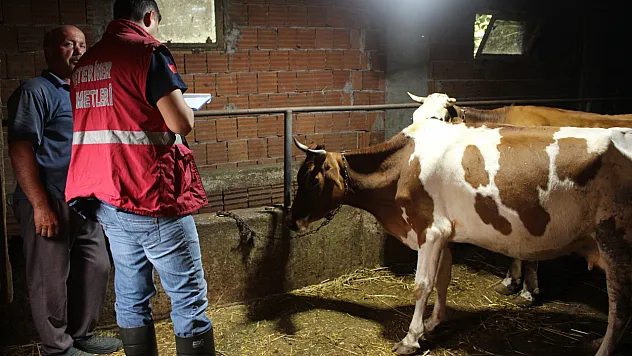 Samsun'da şap ve brusella aşılama mesaisi başladı