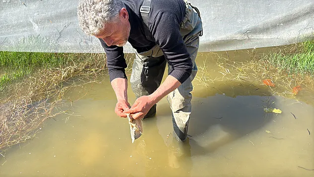 Samsun'da sülük avcıları soğuk suda ekmek peşinde