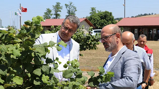 Samsun'da tarımsal üretim çalışmaları incelendi