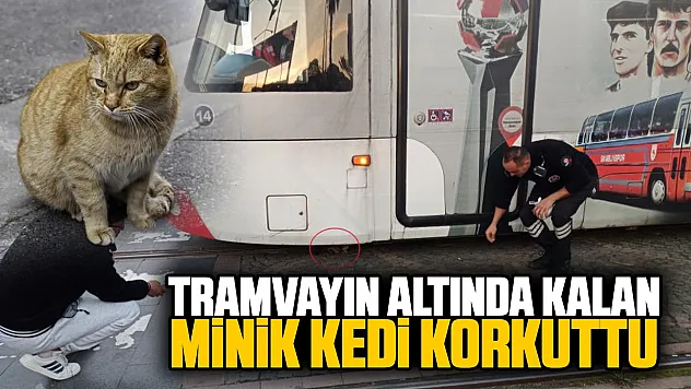 Samsun'da tramvayın altında kalan yavru kedi yürekleri ağza getirdi