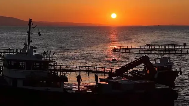 Samsun'da Türk somunu hasadı başlıyor