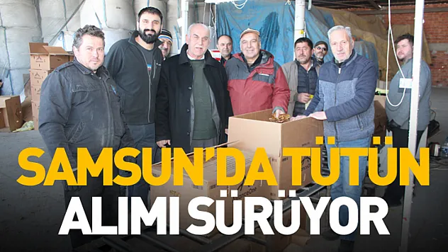 Samsun'da tütün alımı sürüyor