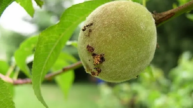 Samsun'da üreticilere Doğu Meyve Güvesi uyarısı