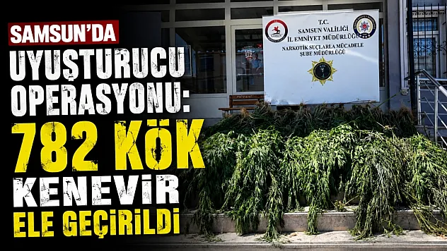 Samsun'da uyuşturucu operasyonu: Hasat edilmeye hazır 782 kök kenevir ele geçirildi