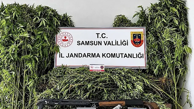 Samsun'da uyuşturucu operasyonu 756 kök kenevir ele geçirildi