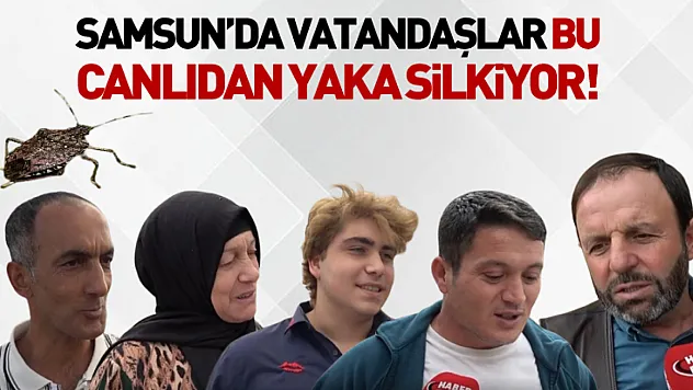 Samsun'da Vatandaşlar Bu Canlıdan yaka silkiyor!