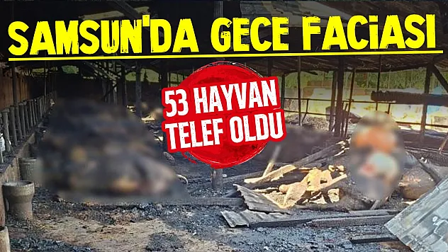 Samsun'da yangın: 53 büyükbaş hayvan telef oldu