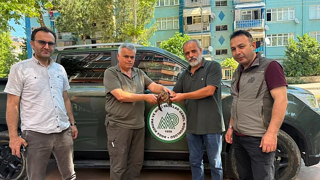 Samsun'da yaralı halde bulunan çulluk tedavi altına alındı
