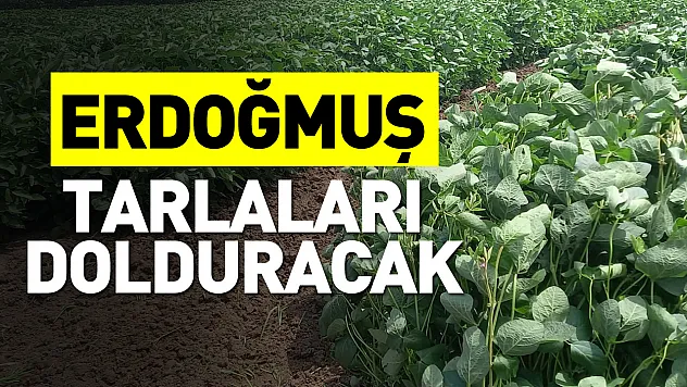 Samsun'da yeni Yerli ve Milli soya fasulyesi 'Erdoğmuş' hizmete sunuldu