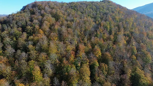 Samsun'da Yunt Dağı güz sarısına boyandı