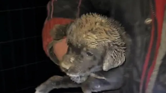 Samsun'da Zabıta ekipleri can dostu için seferber oldu