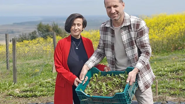 Samsun'da ak zambak ihracatı