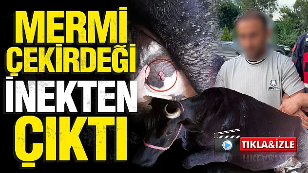 Samsun'daki ayva dalı cinayetinde gelişme ahırdaki inek de vurulmuş