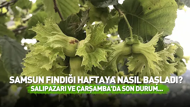Samsun fındığı haftaya nasıl başladı? Salıpazarı ve Çarşamba'da son durum...