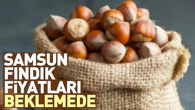 Samsun Fındık Fiyatları Beklemede | 27 Aralık'ta Satış Freni Sürüyor