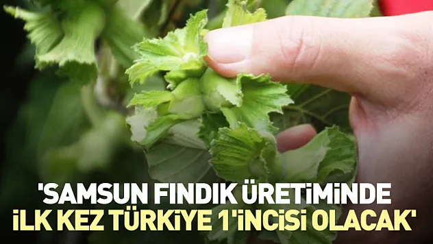 'Samsun fındık üretiminde ilk kez Türkiye 1'incisi olacak'