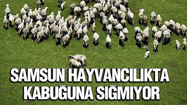 Samsun hayvancılıkta rekora gidiyor