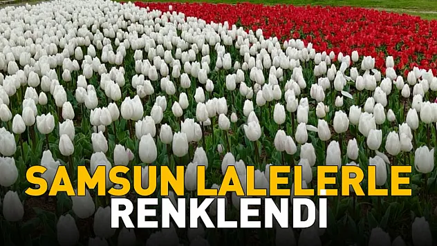 Samsun lalelerle renklendi