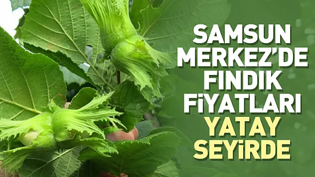 Samsun Merkez'de Fındık Fiyatları Yatay Seyirde