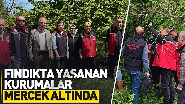 Samsun, Ordu ve Giresun'da fındıkta yer yer görülen kurumalar araştırılıyor