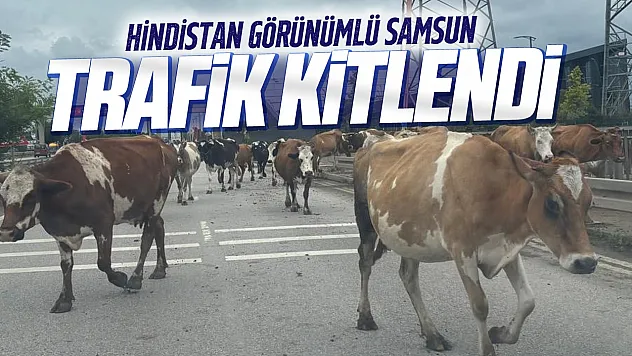 Samsun-Ordu yolunda inek sürüsü trafiği tehlikeye soktu