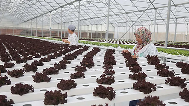 Samsun Organize Tarım Bölgesi ile kalkınacak