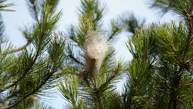 Samsun Ormanlarında Tehlikeli İstila!