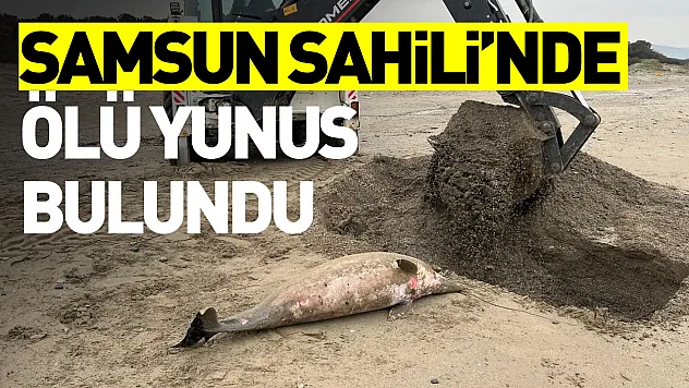 Samsun Sahili'nde ölü yunus bulundu