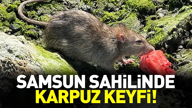 Samsun sahilinde ilginç anlar Karpuza konan fare kamerada
