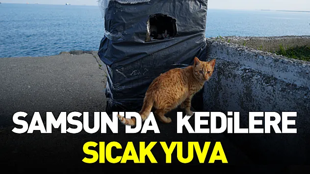 Samsun Sahilinde Kediler İçin Sıcak Yuva