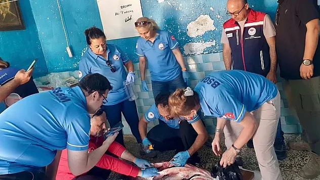 Samsun Tarım'dan dev rapor! 108 bin canlı etik standartlarla koruma altında