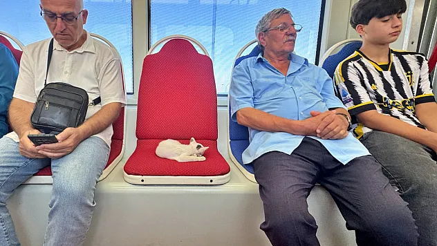 Samsun tramvayında sevimli yolcu: Yavru kedi Tekkeköy'e kadar uyudu