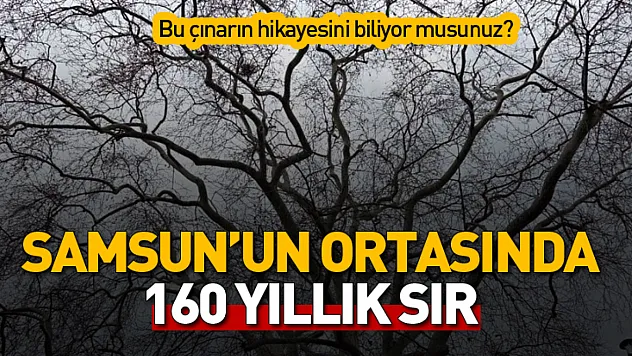 Samsun'un 160 Yıllık Anıt Çınarı Zamana Meydan Okuyor