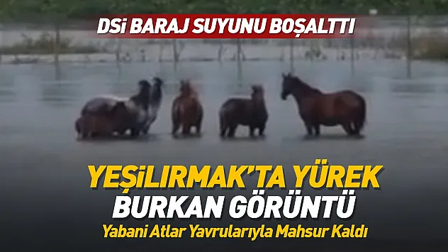Samsun Yeşilırmak'ta yabani atlar mahsur kaldı