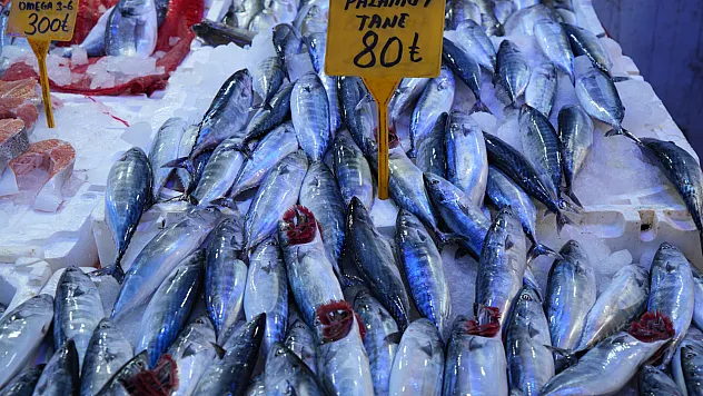 Samsunlu balıkçılardan müjde: Son yılların en bereketli palamut sezonu geliyor
