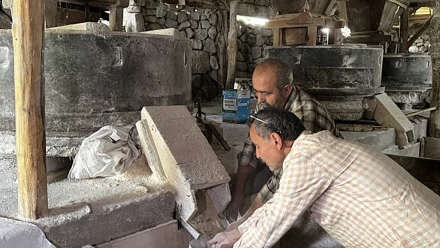 Samsunlu emekli öğretmenin azmi: 53 tohumla başladığı Horasan buğdayında rekolteyi 5 tona çıkardı