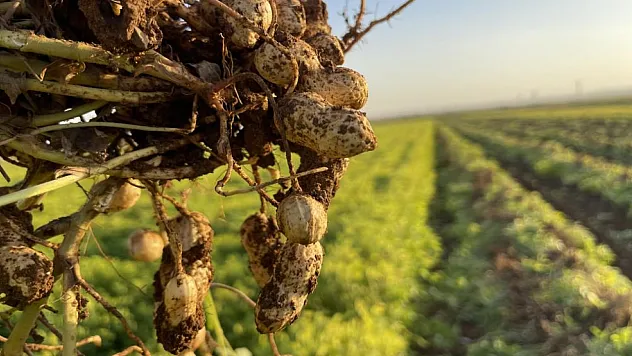 Şanlıurfa'da Yeni Gözde Yer Fıstığı
