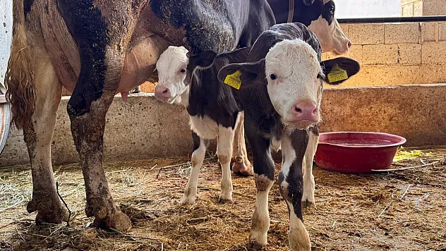 Şap hastalığıyla mücadele devam ediyor