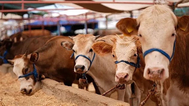 Şap hastalığıyla mücadele için seferberlik başlatıldı