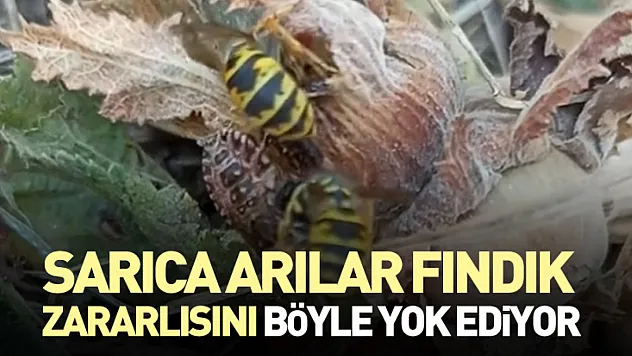 Sarıca Arılar, fındık zararlısını böyle yok ediyor