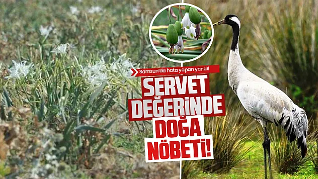 Servet değerinde doğa nöbeti!  Samsun'da hata yapan yandı!