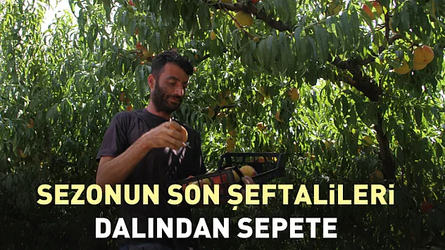 Sezonun Son Şeftalileri Dalından Sepete