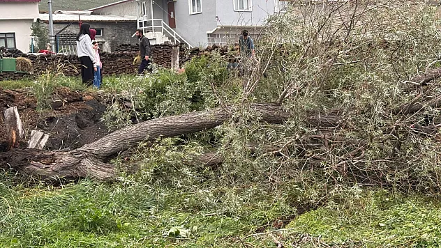 Şiddetli rüzgar ağaçları kökünden söktü